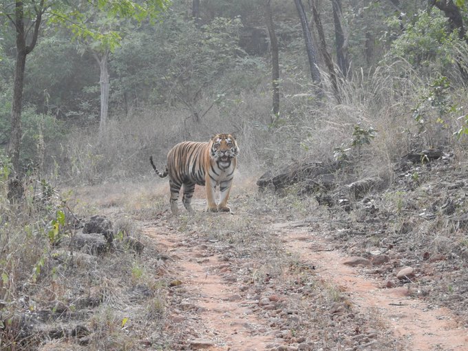 सतपुड़ा टाइगर रिजर्व(फाइल फोटो)