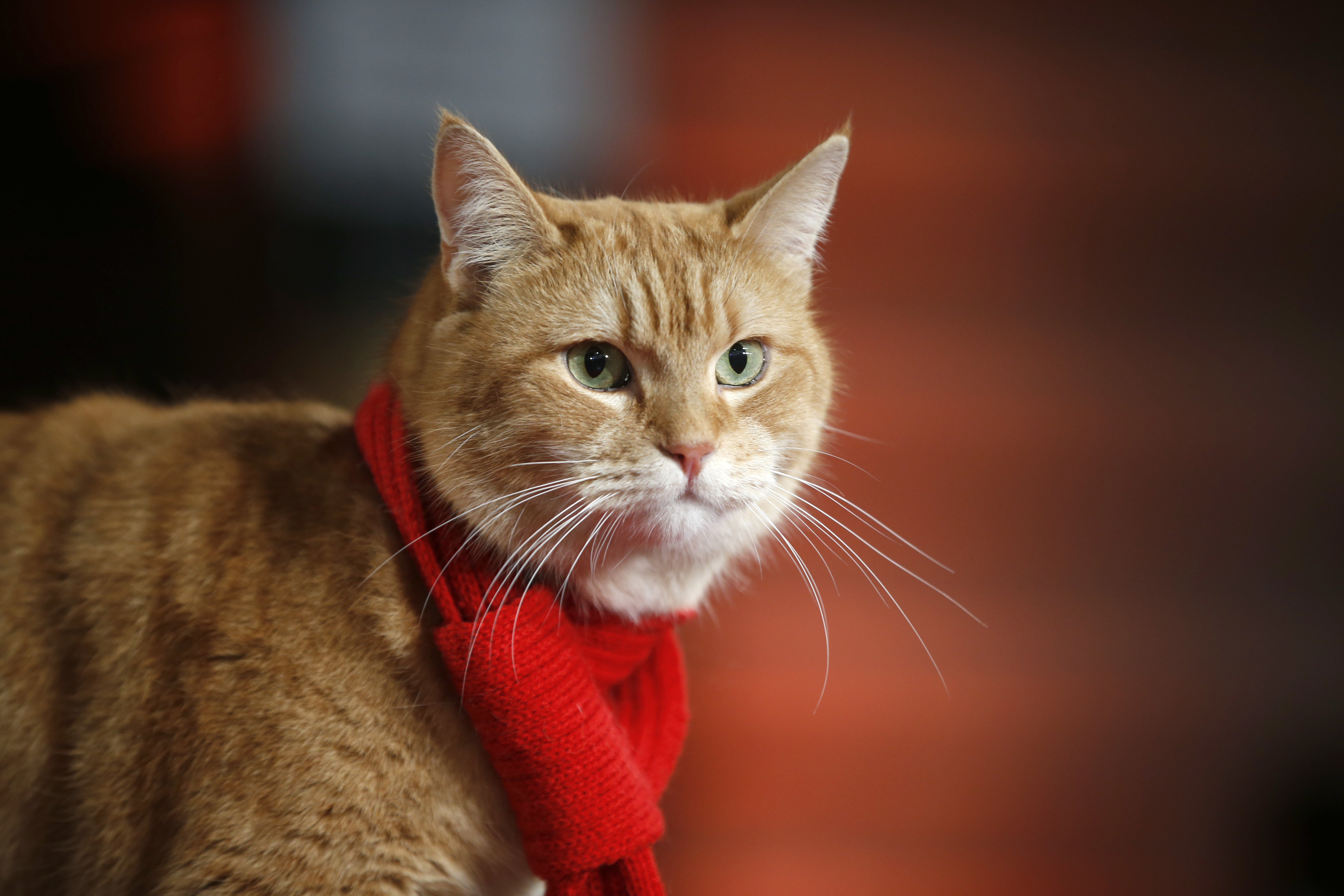 Bob, the cat arrives at the premiere of the film 'A Street  Cat Named Bob'