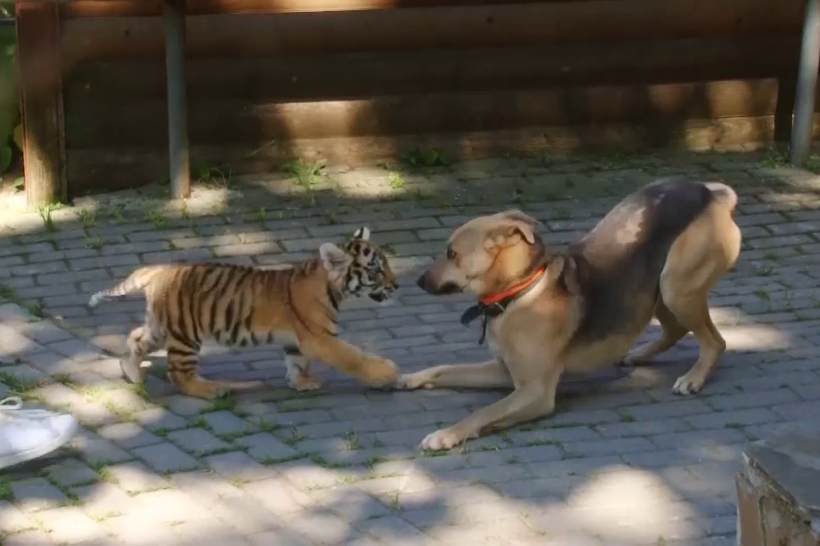 Hand-reared tiger cub befriends Russia zoo's dog