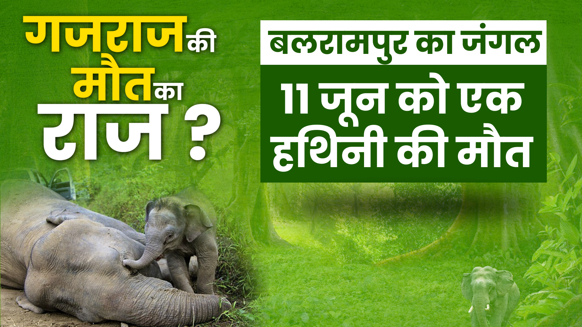 chhattisgarh elephants death news