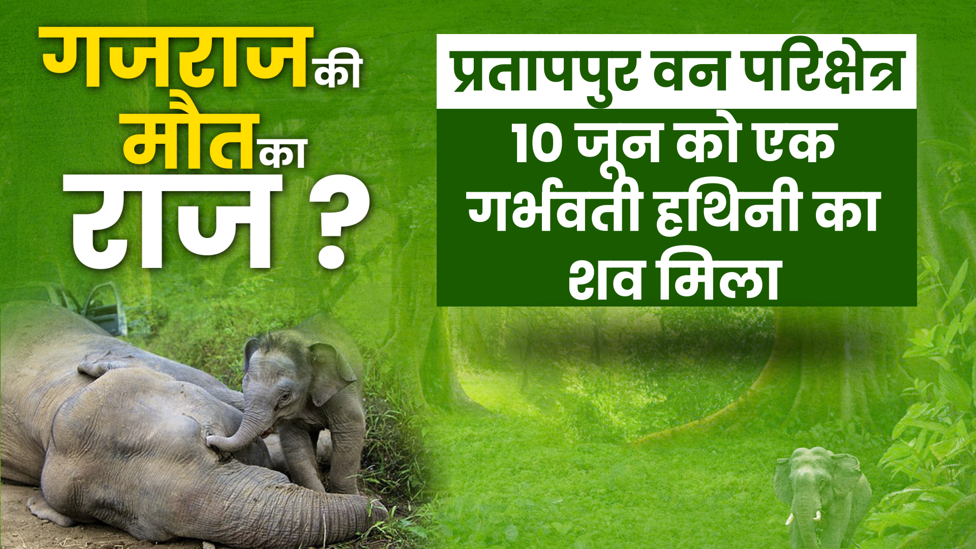 chhattisgarh elephants death news