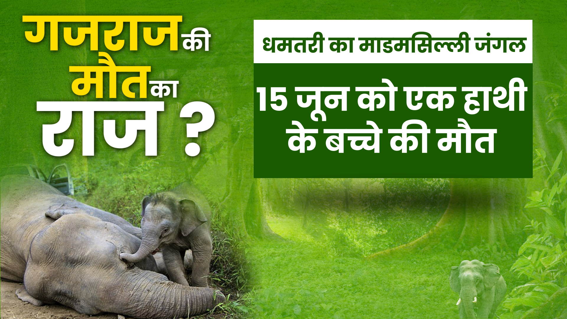 chhattisgarh elephants death news