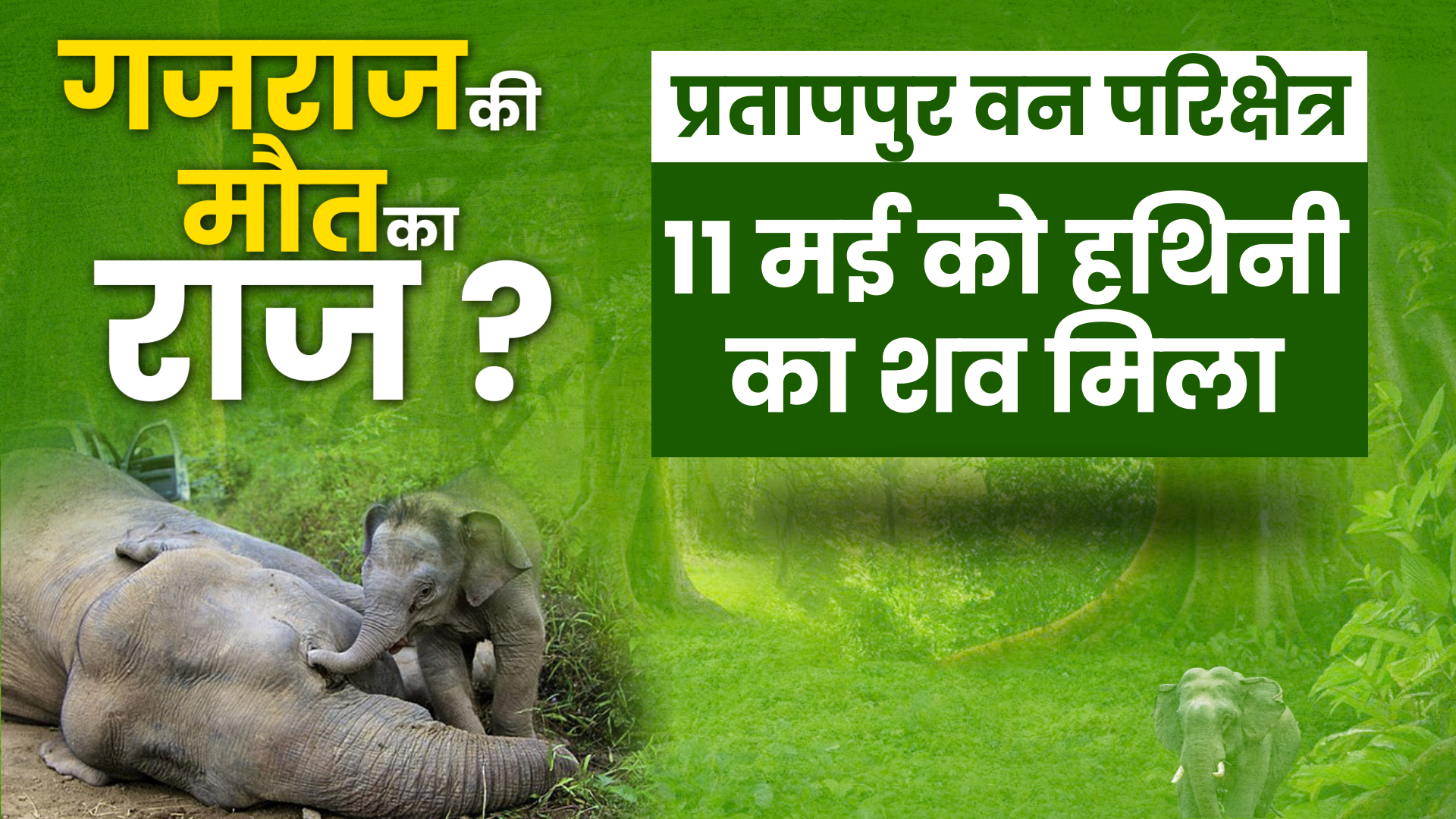 chhattisgarh elephants death news