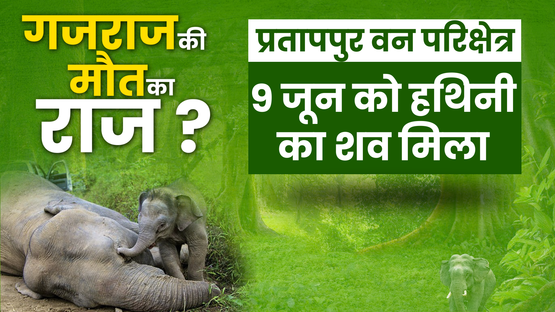 chhattisgarh elephants death news