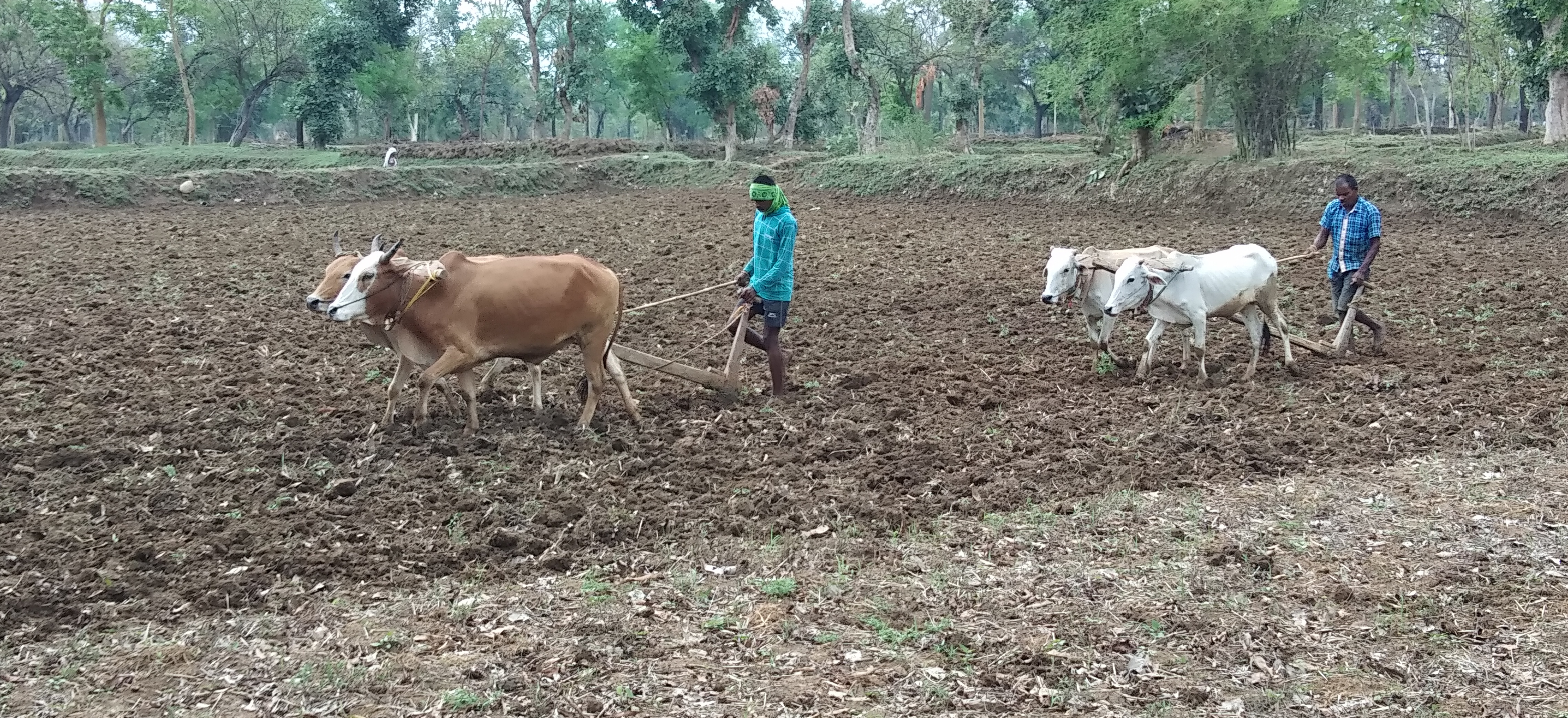 farmers-of-rajnandgaon-are-sowing-paddy-in-field