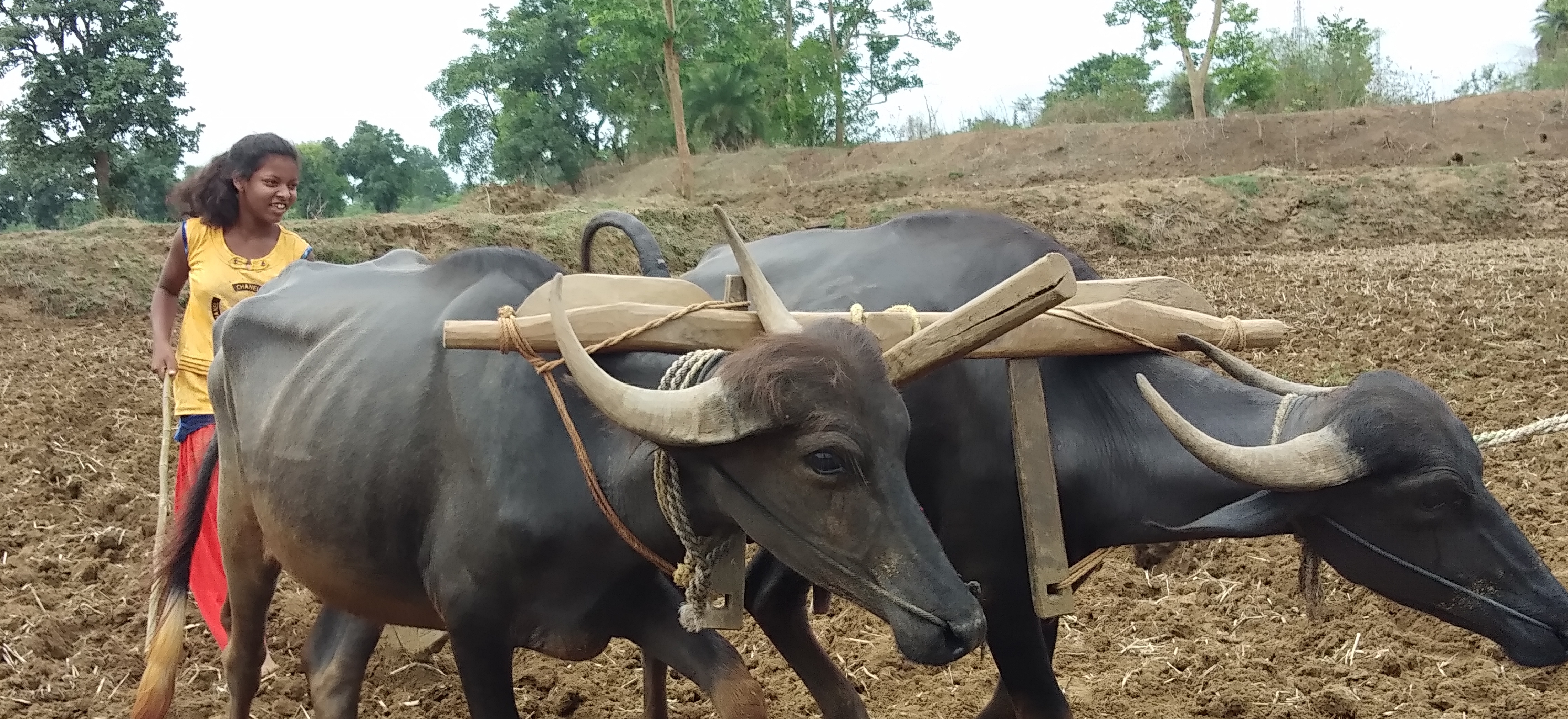 farmers-of-rajnandgaon-are-sowing-paddy-in-field