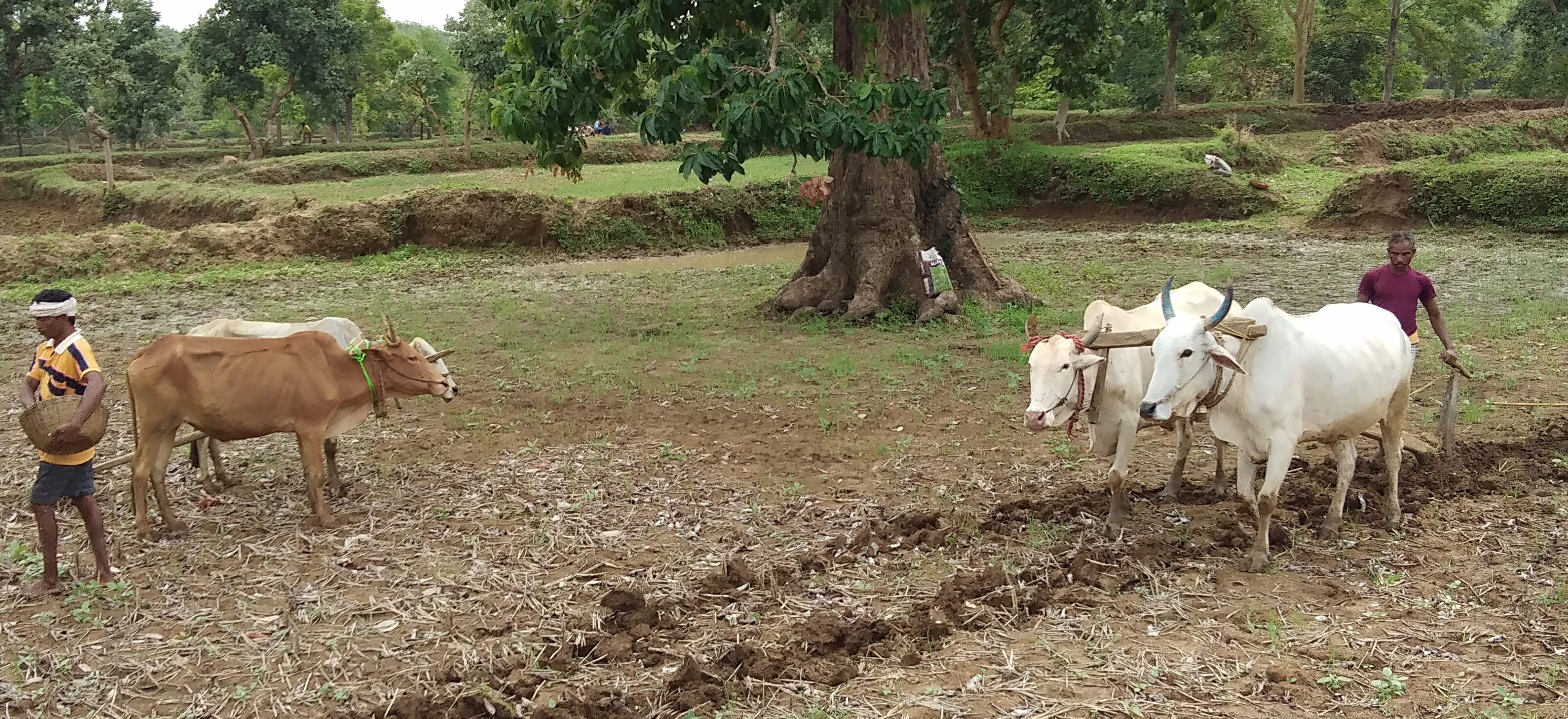 farmers-of-rajnandgaon-are-sowing-paddy-in-field