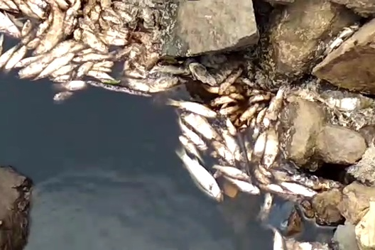 dead fish found in paneri river palghar