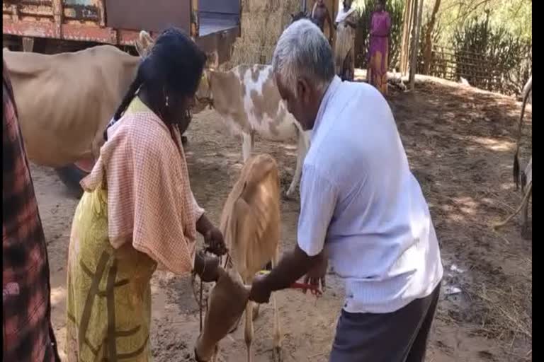 கோமாரி நோய் தடுப்பூசி திட்டத்தின் கீழ் கால்நடைகளுக்கு தடுப்பூசி