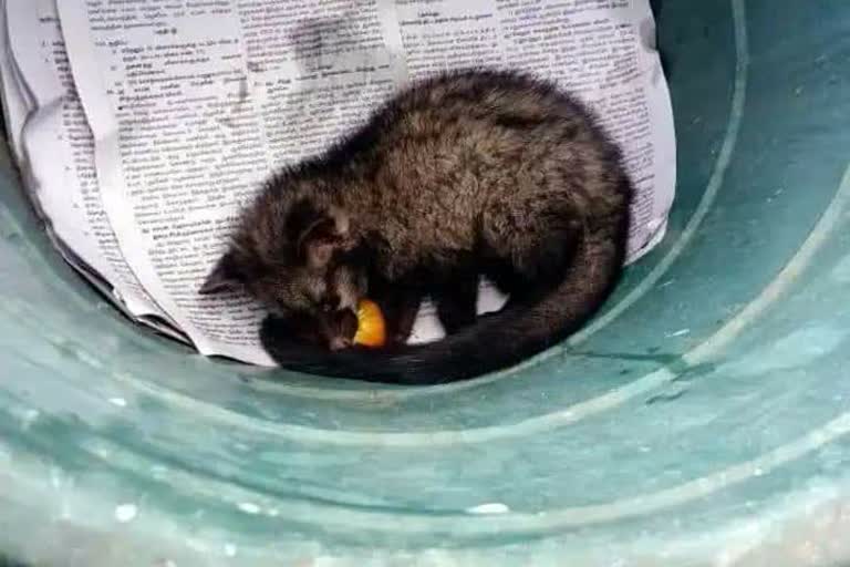 asian palm civet rescued