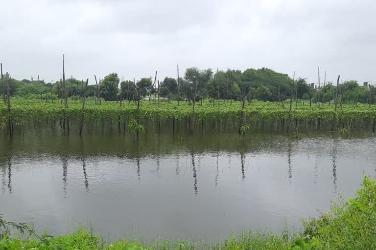 loss-to-farmers-due-to-heavy-rains-in-surat