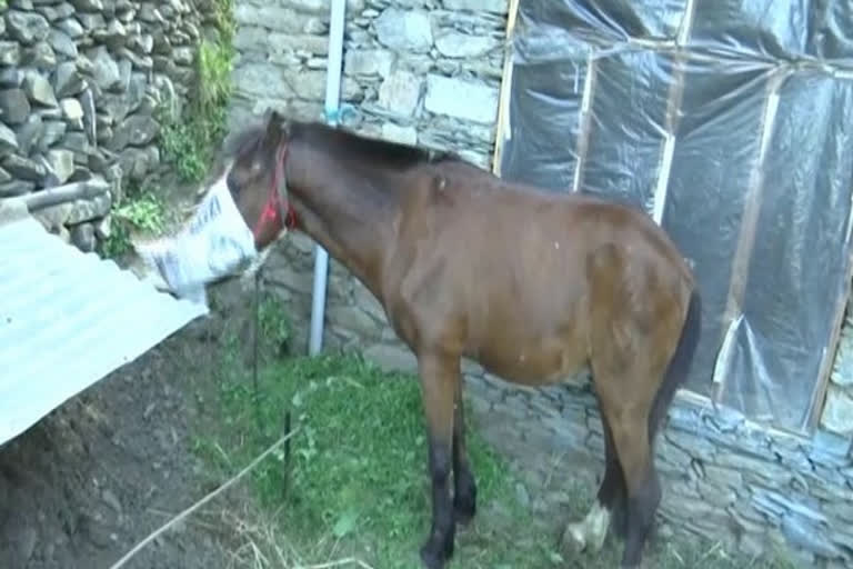 horse home quarantine