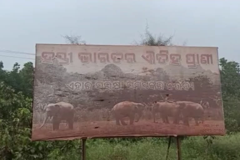 Odisha Keonjhar elephant found dead reserve forest ഒഡീഷയിലെ കിയോഞ്ചഹറിലെ റിസർവ് വനമേഖല കാട്ടാനകളെ ചരിഞ്ഞ നിലയിൽ കാട്ടാനകളുടെ മൃതദേഹങ്ങൾ ഭുവനേശ്വർ