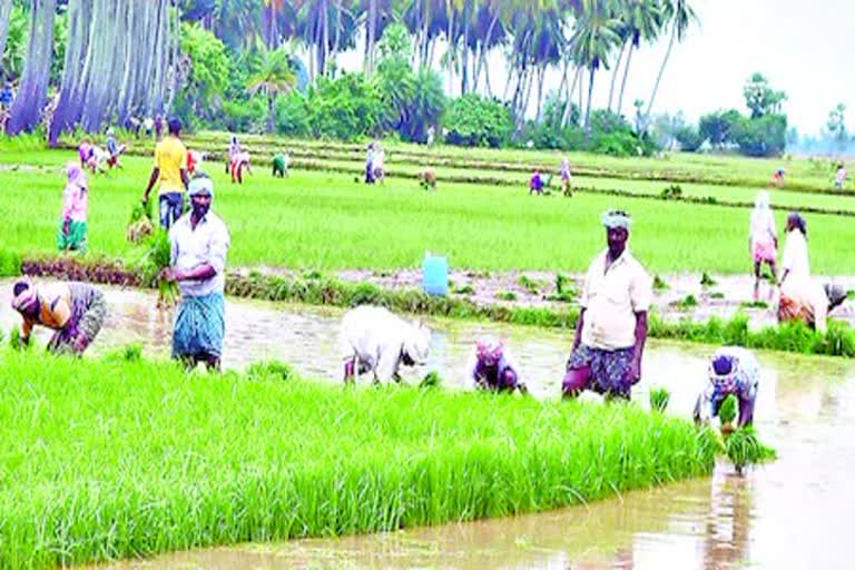 రైతులకు అందని రాయితీ