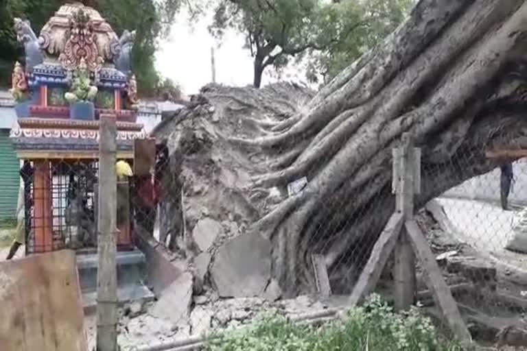 OLD BANYAN TREE FELL