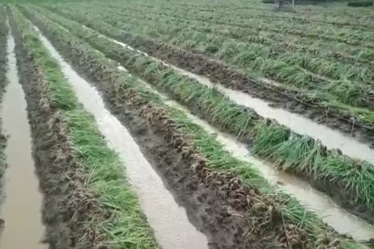 small onion full damage in heavy rain in Coimbatore