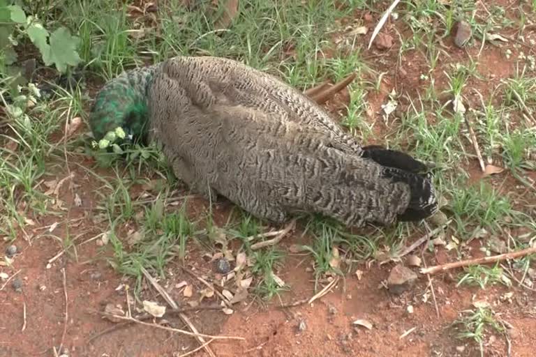 Peacocks death in gopichettipalayam