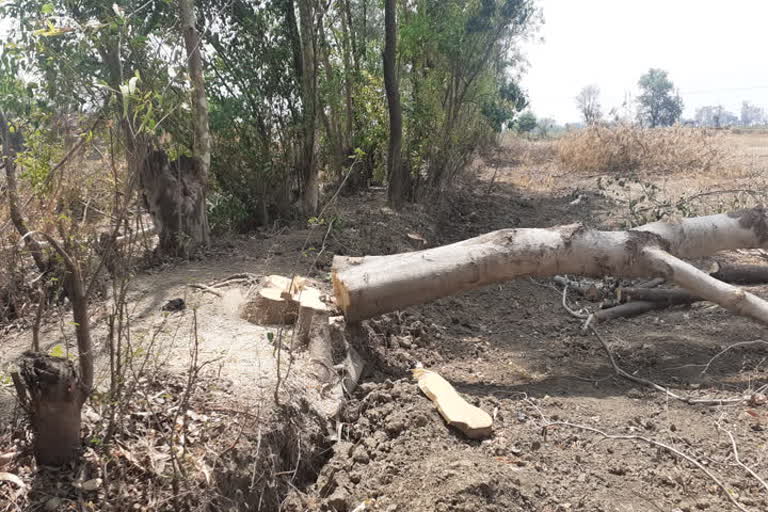 illegal trees harvesting in jalaun