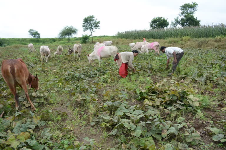 येवल्यात सततच्या पावसाने शेतकरी हतबल; उभ्या मुगाच्या पिकात जनावरे चरायला सोडण्याची वेळ