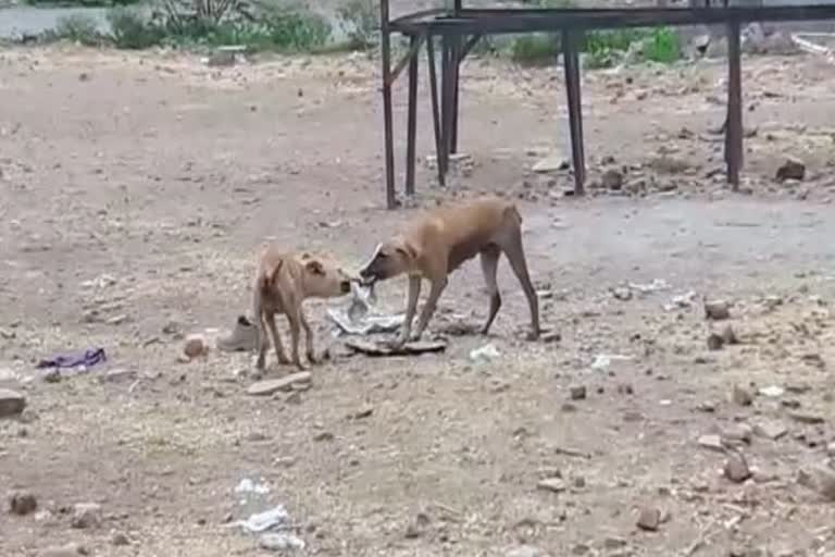 संग्रहित - भटके कुत्रे