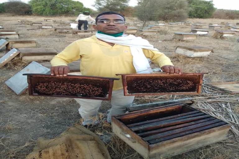 bhiwani bee farming loss