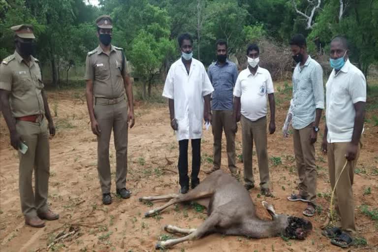 ஆரல்வாய்மொழியில் நாட்டு வெடிக்குண்டி வெடித்து உயிரிழந்த கடாமான் !