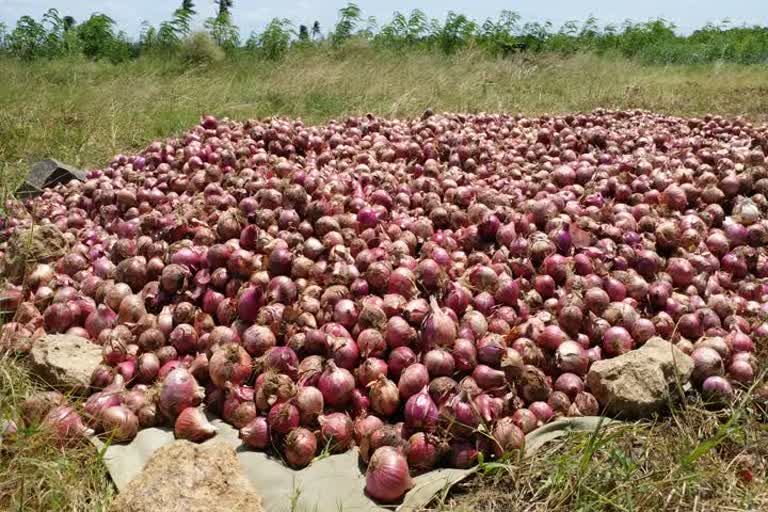 வெங்காய விலை வீழ்ச்சி கண்ணீர் வடிக்கும் தென்காசி விவசாயிகள்!