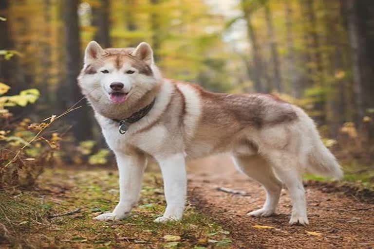 Siberian Husky Dog