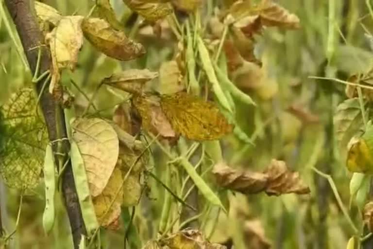 beans crop