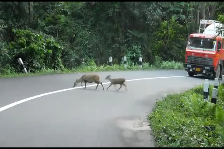 assam-flood-14-animals-including-a-one-horned-rhinoceros-dead-in-kaziranga-national-park