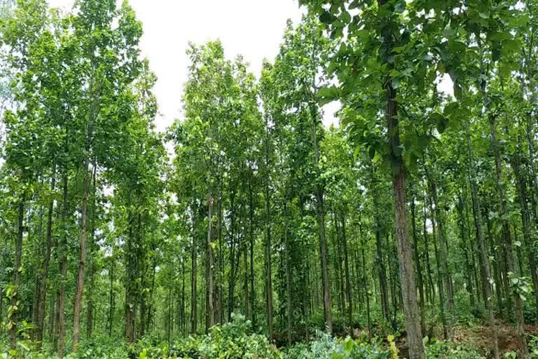 forest became Dense after banning forest cutting in Giridih