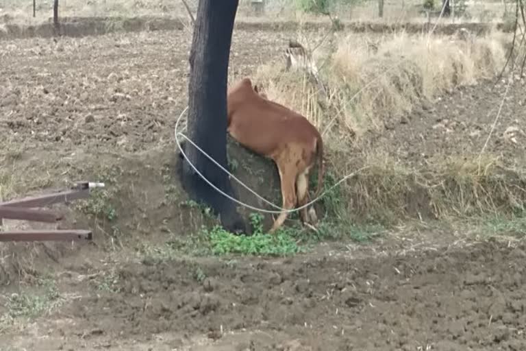 शॉक लागून 2 गाईंचा मृत्यू