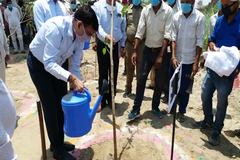 sanjay goyal did plantation