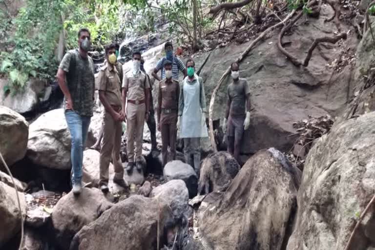 Female elephant rescue in Mettupalayam