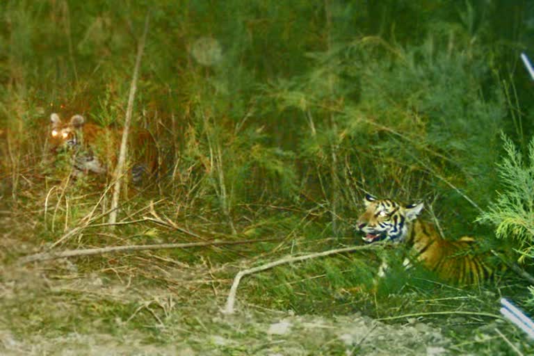 Assam royal bengal tiger
