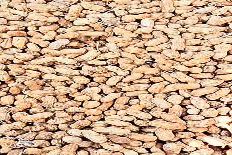 Peanut seeds