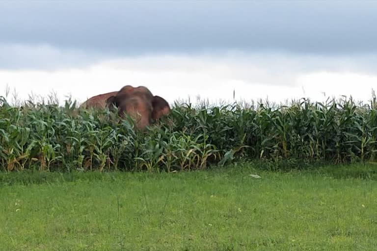 Wild elephant orgy