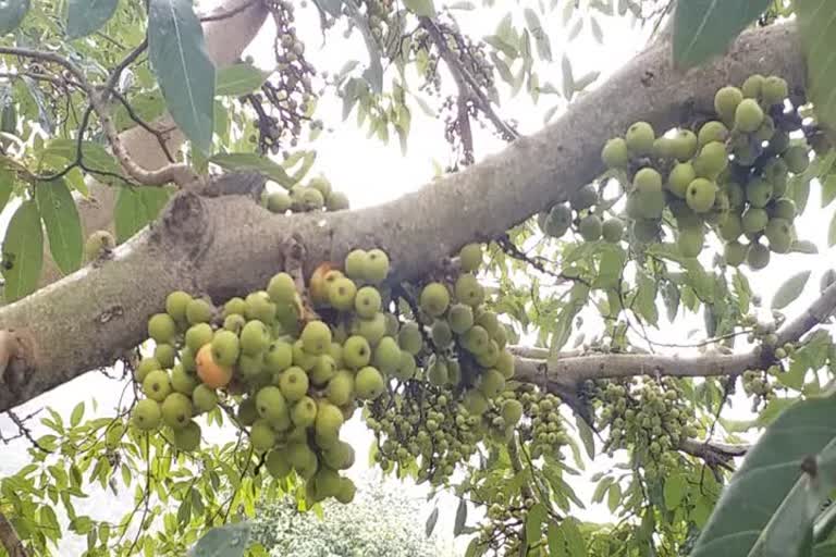 Fig Fruit season begins in Coonoor