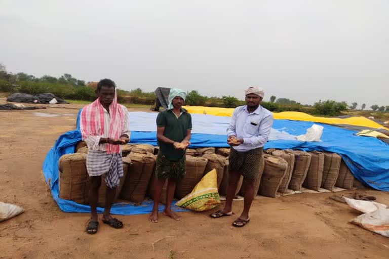 Paddy grain tainted by rains in komuram bheem district 