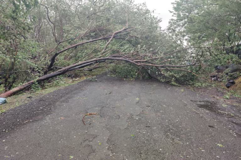 trees fall on Rajgurunagar Pite Road 