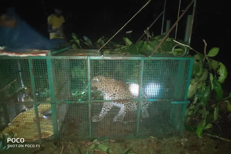 ಬೋನ್​ಗೆ ಬಿದ್ದ ಚಿರತೆ 