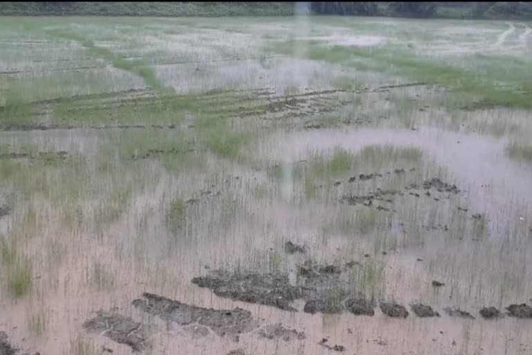 Rain in Takhatpur