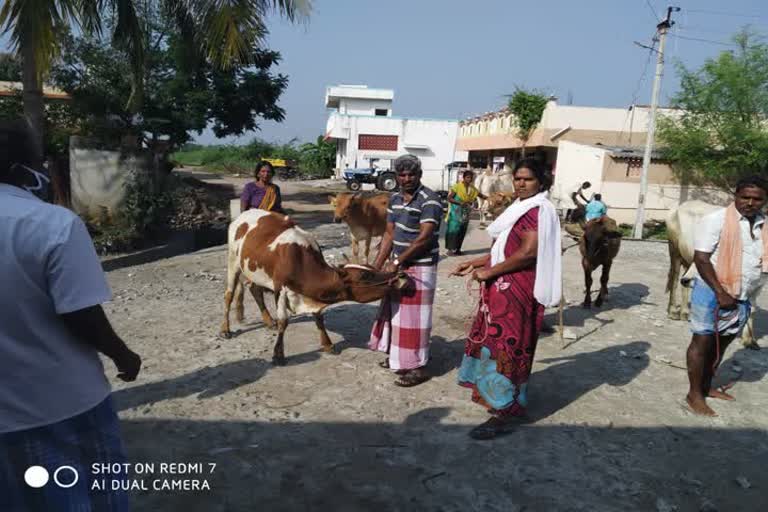 Measles vaccination camp on behalf of Perambalur Veterinary Department