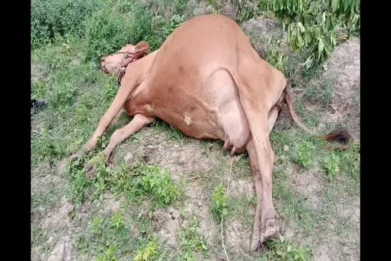 Electricity strikes and kills four cows