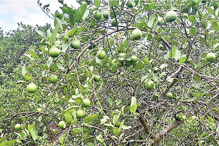 lemon plants