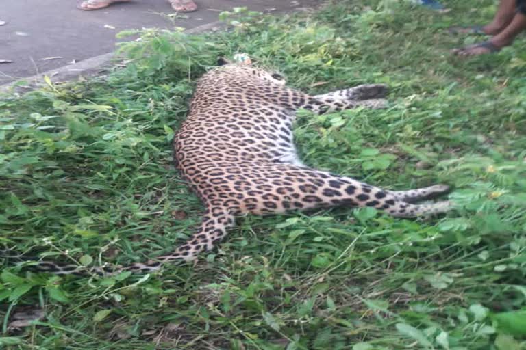 died leopard