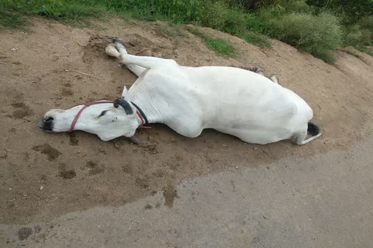 Cows dying daily on datia highway