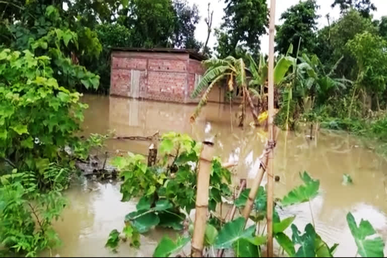 Assam: Hojai reels under floods