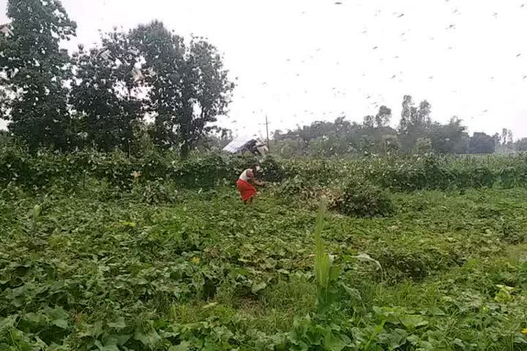 locust attack in sabt kabir nagar   