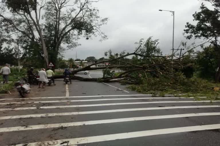 Tree fell down on road